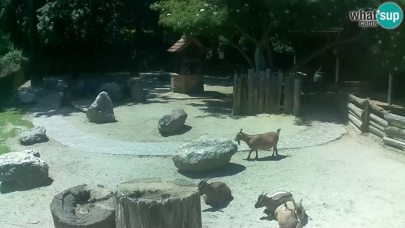 Zoo Zagreb – Cebus apella