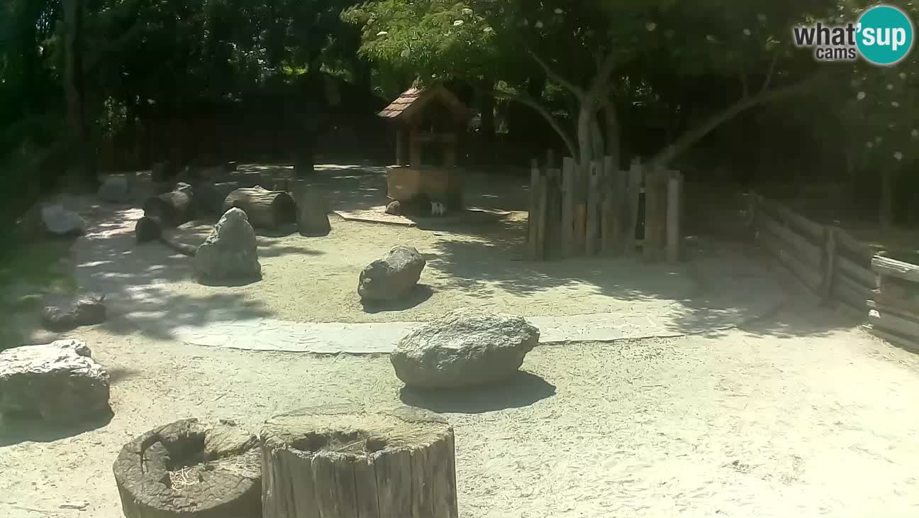 Zoo Zagreb – Brown Capuchin