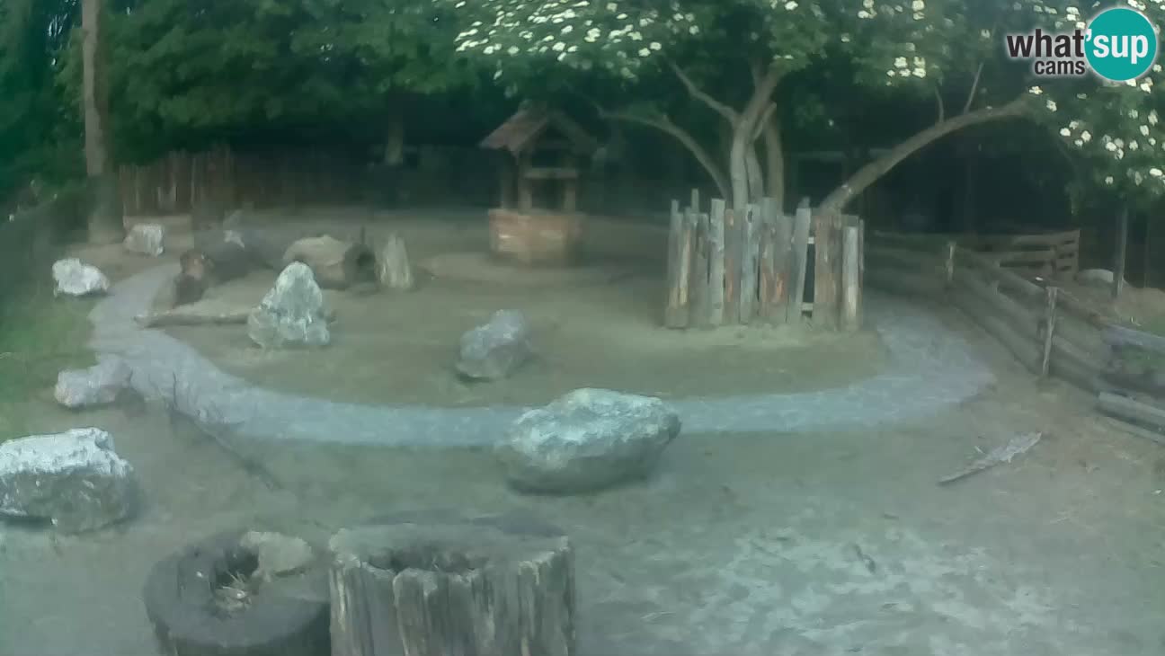 Zoo Zagreb – Cebus apella