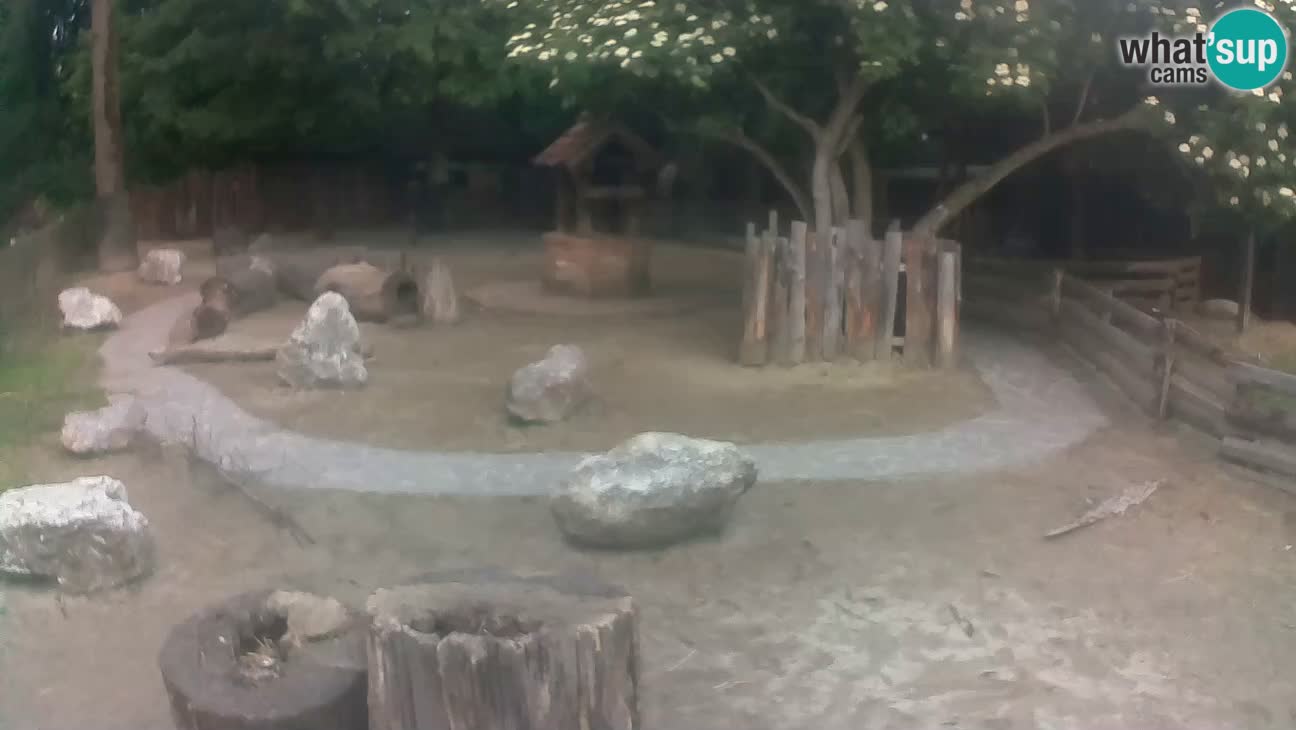 Zoo Zagreb – Brown Capuchin