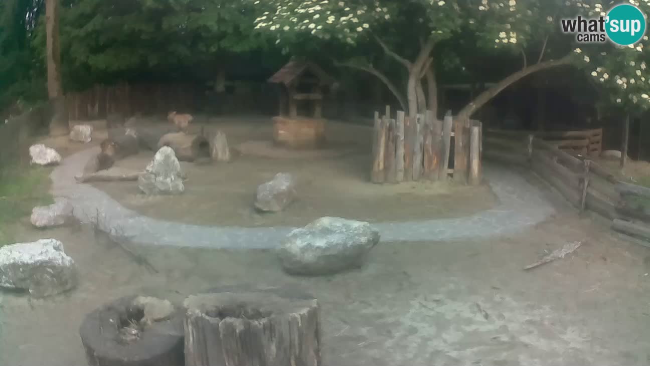 Zoo Zagreb – Cebus apella