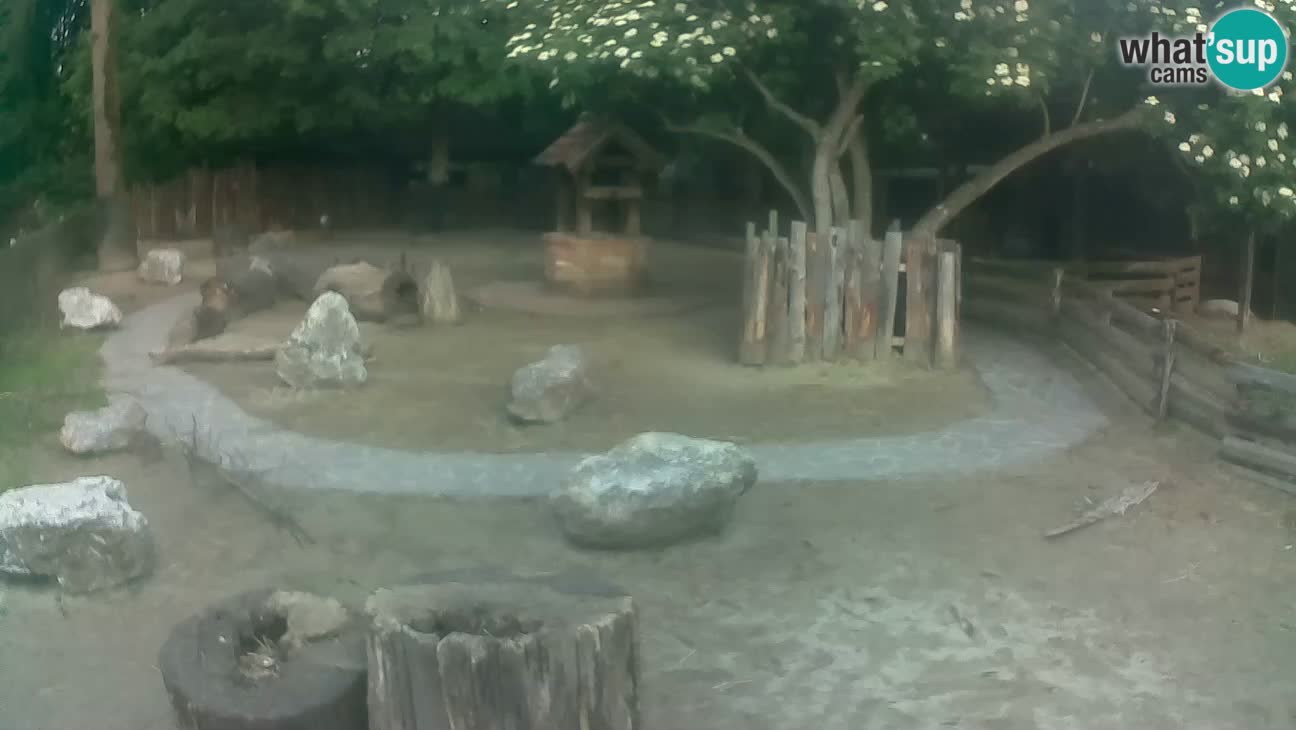 Zoo Zagreb – Brown Capuchin