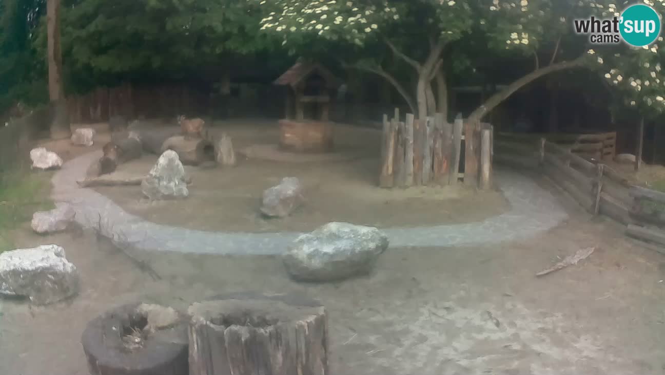 Zoo Zagreb – Cebo dai cornetti