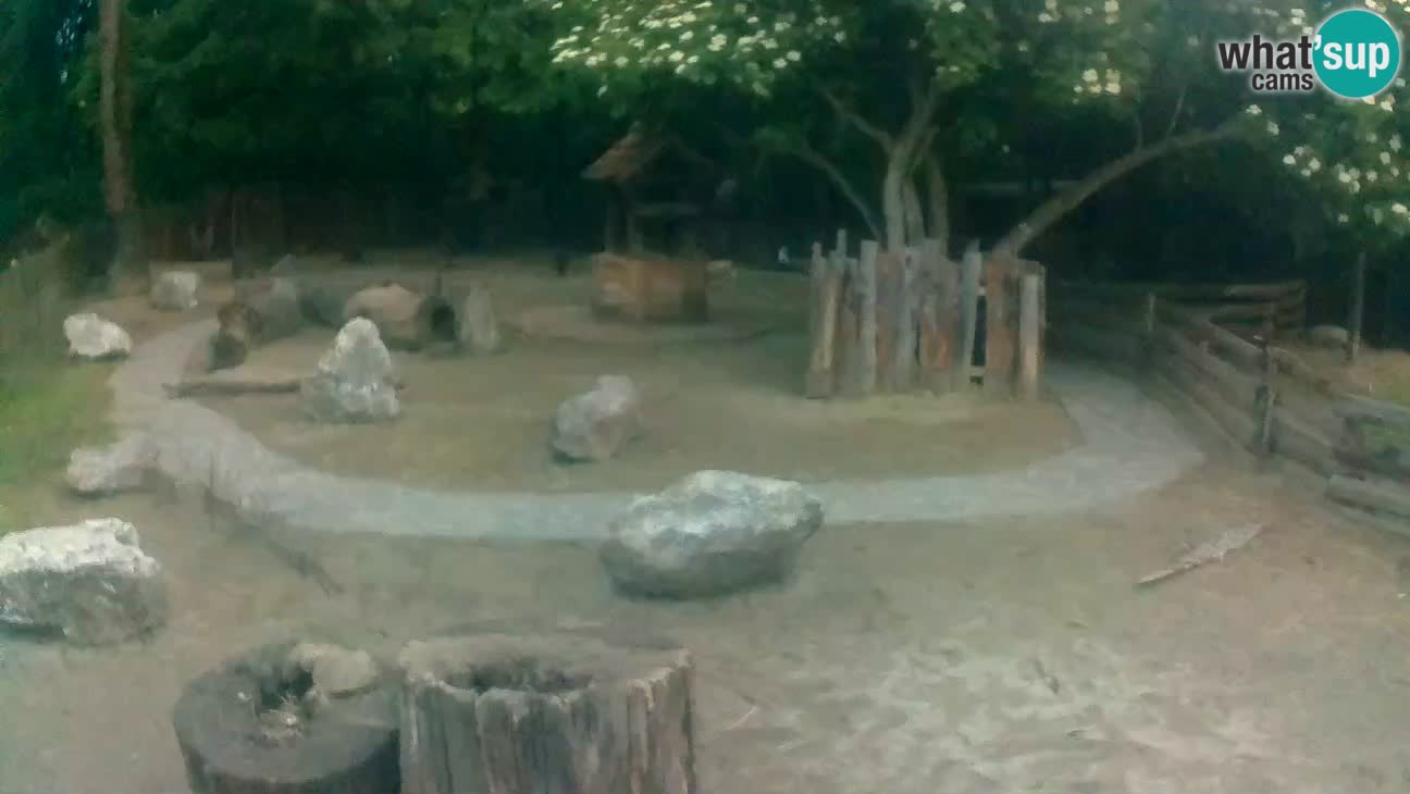 Zoo Zagreb – Cebo dai cornetti