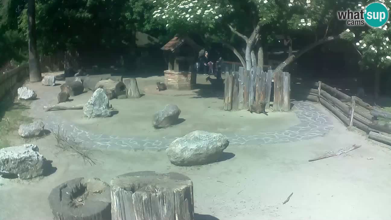 Zoo Zagreb – Cebus apella