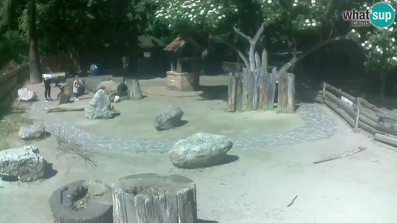 Zoo Zagreb – Cebus apella