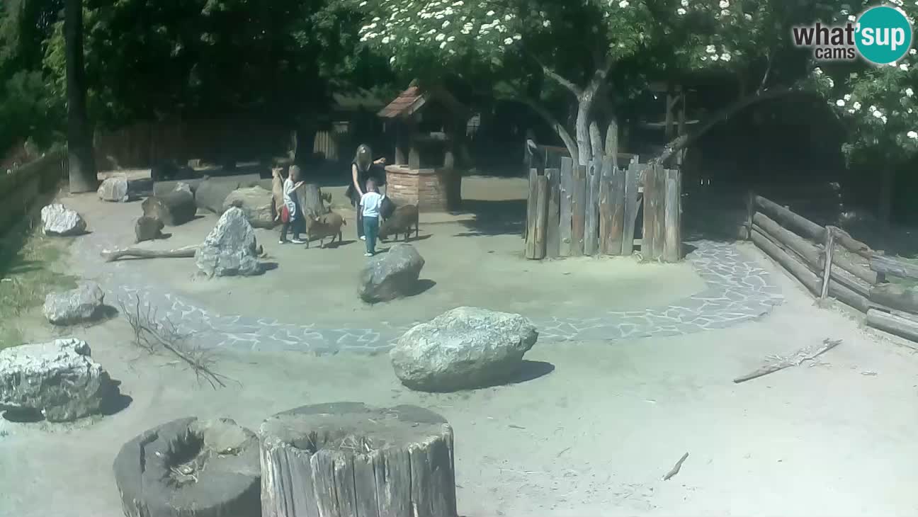 Zoo Zagreb – Cebus apella