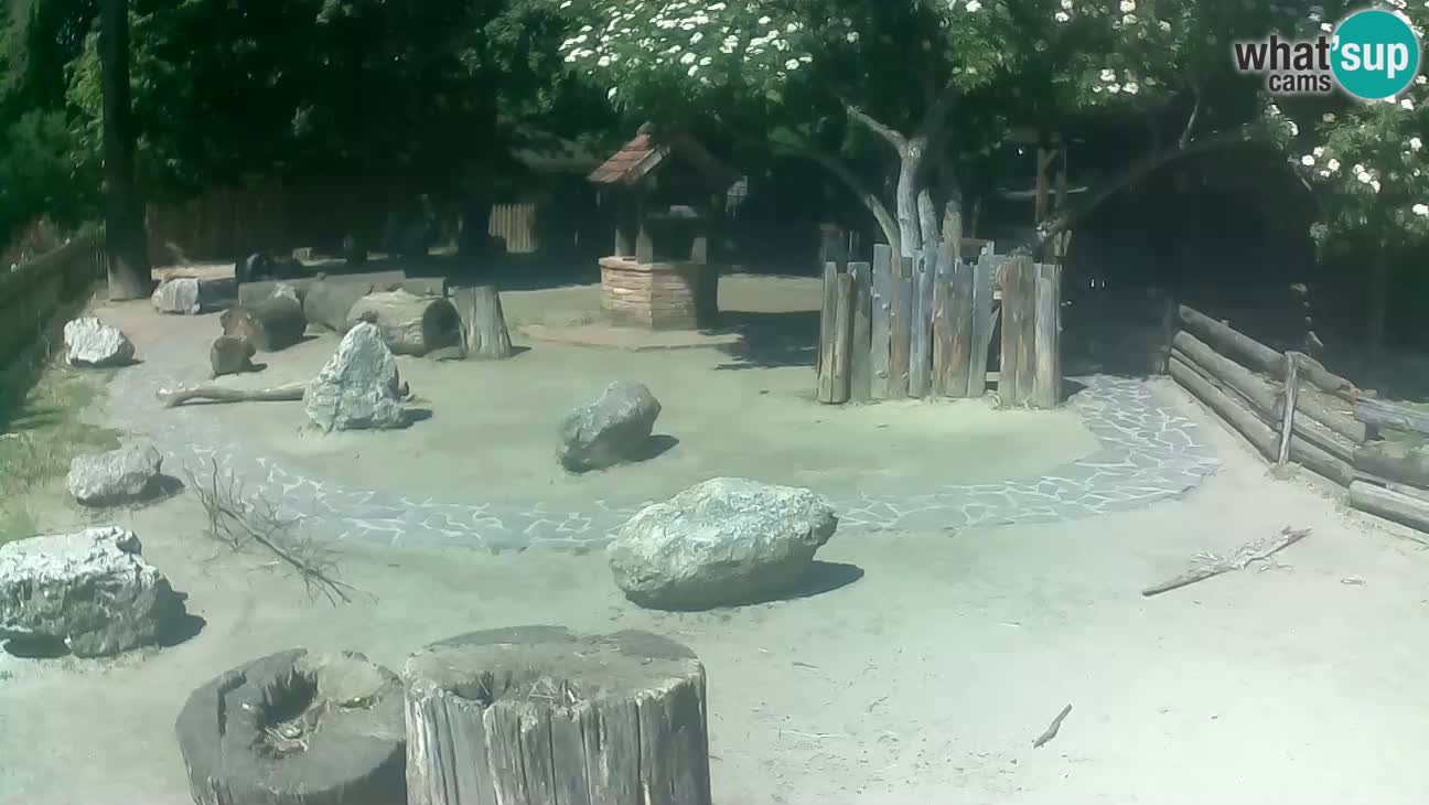 Zoo Zagreb – Haubenkapuziner