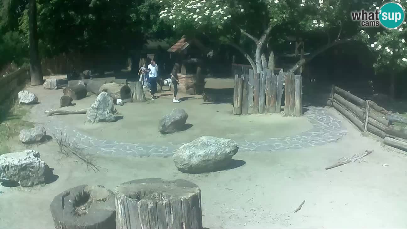 Zoo Zagreb – Cebus apella