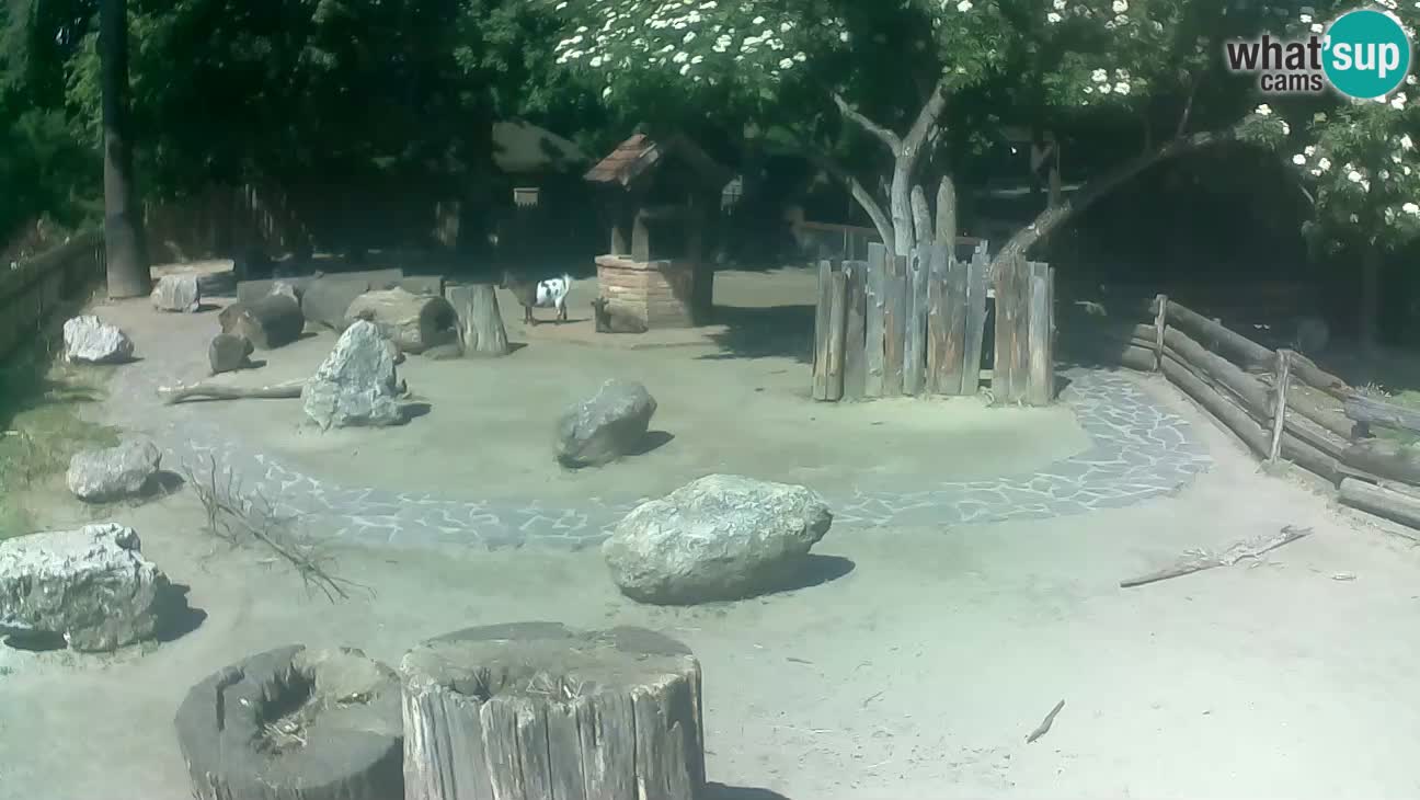 Zoo Zagreb – Cebo dai cornetti