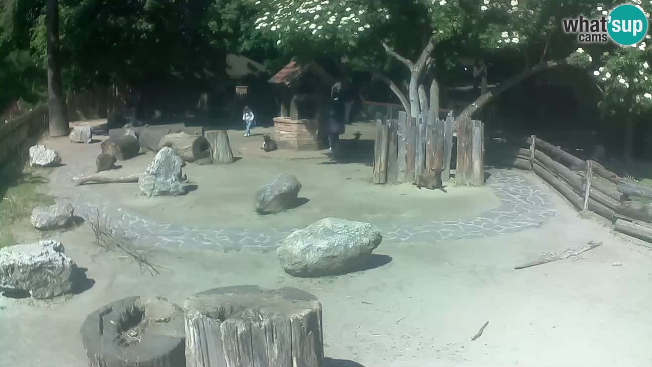 Zoo Zagreb – Haubenkapuziner