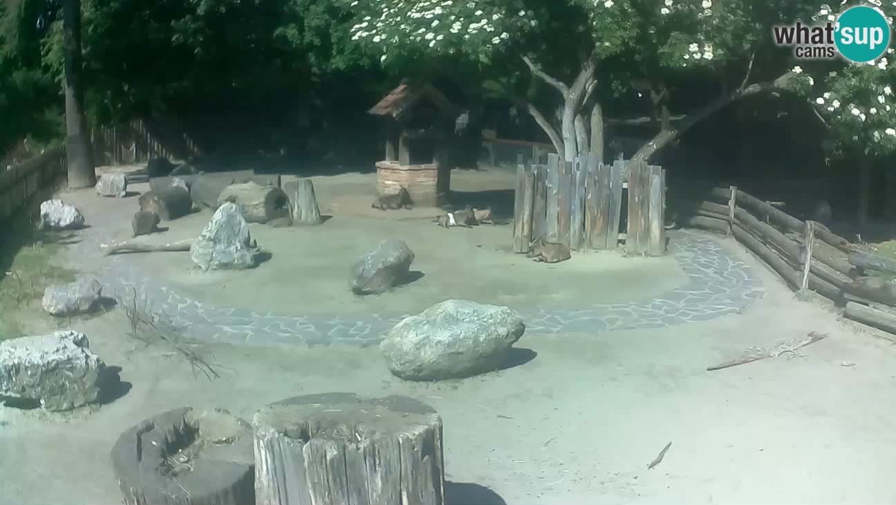 Zoo Zagreb – Cebo dai cornetti