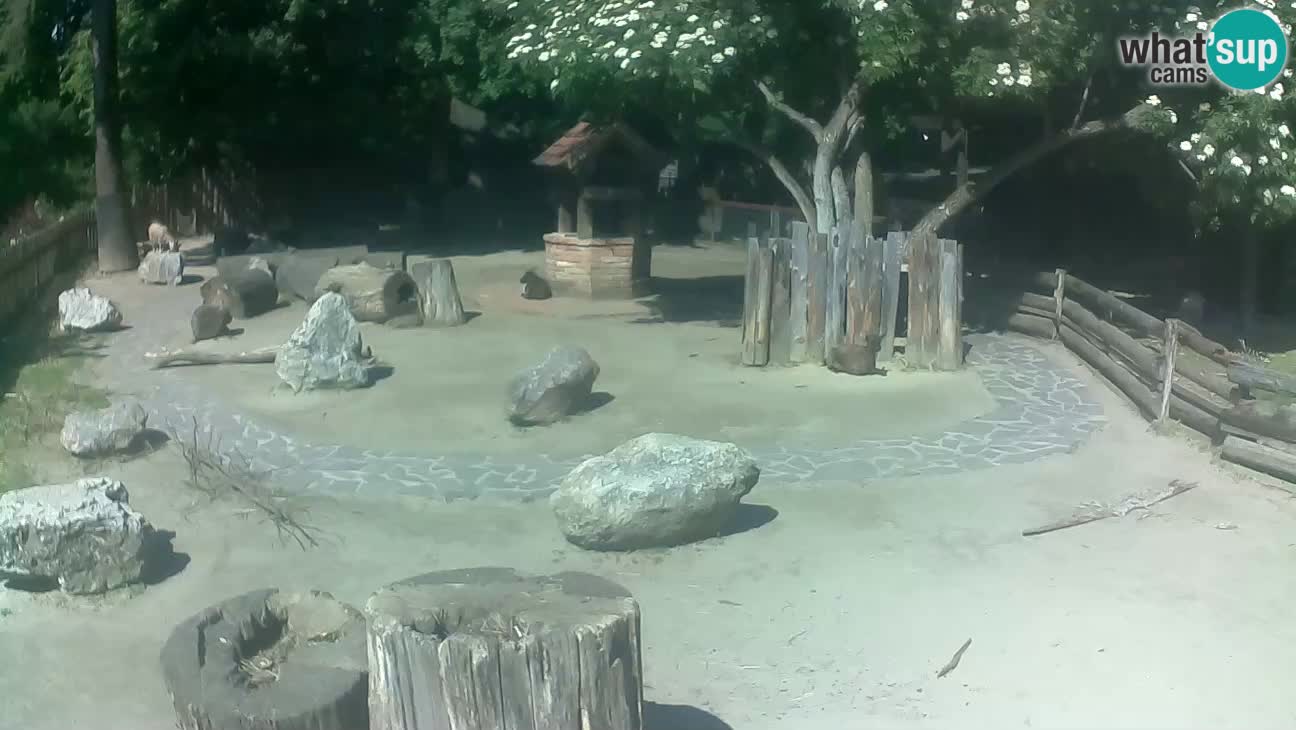 Zoo Zagreb – Rjava kapucinka