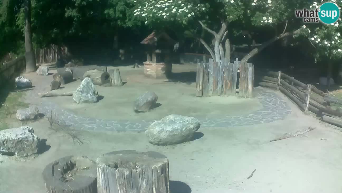 Zoo Zagreb – Cebus apella