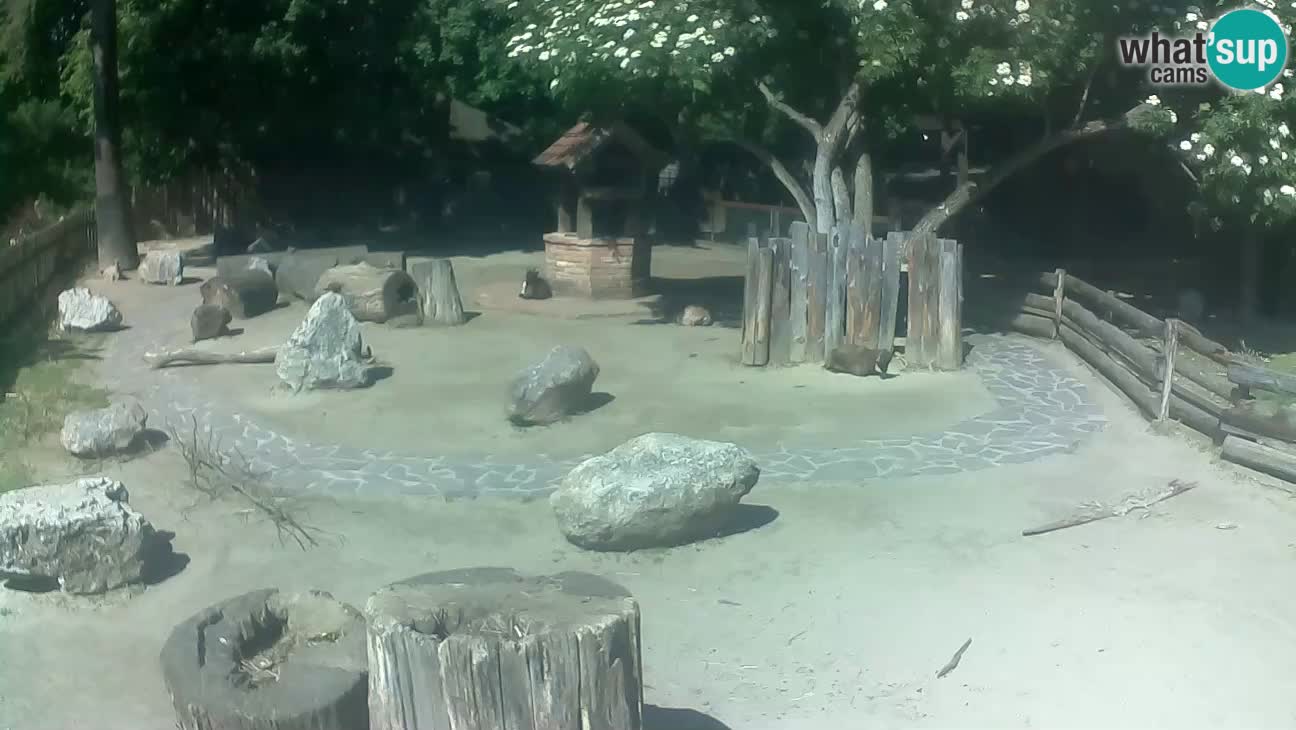 Zoo Zagreb – Cebo dai cornetti