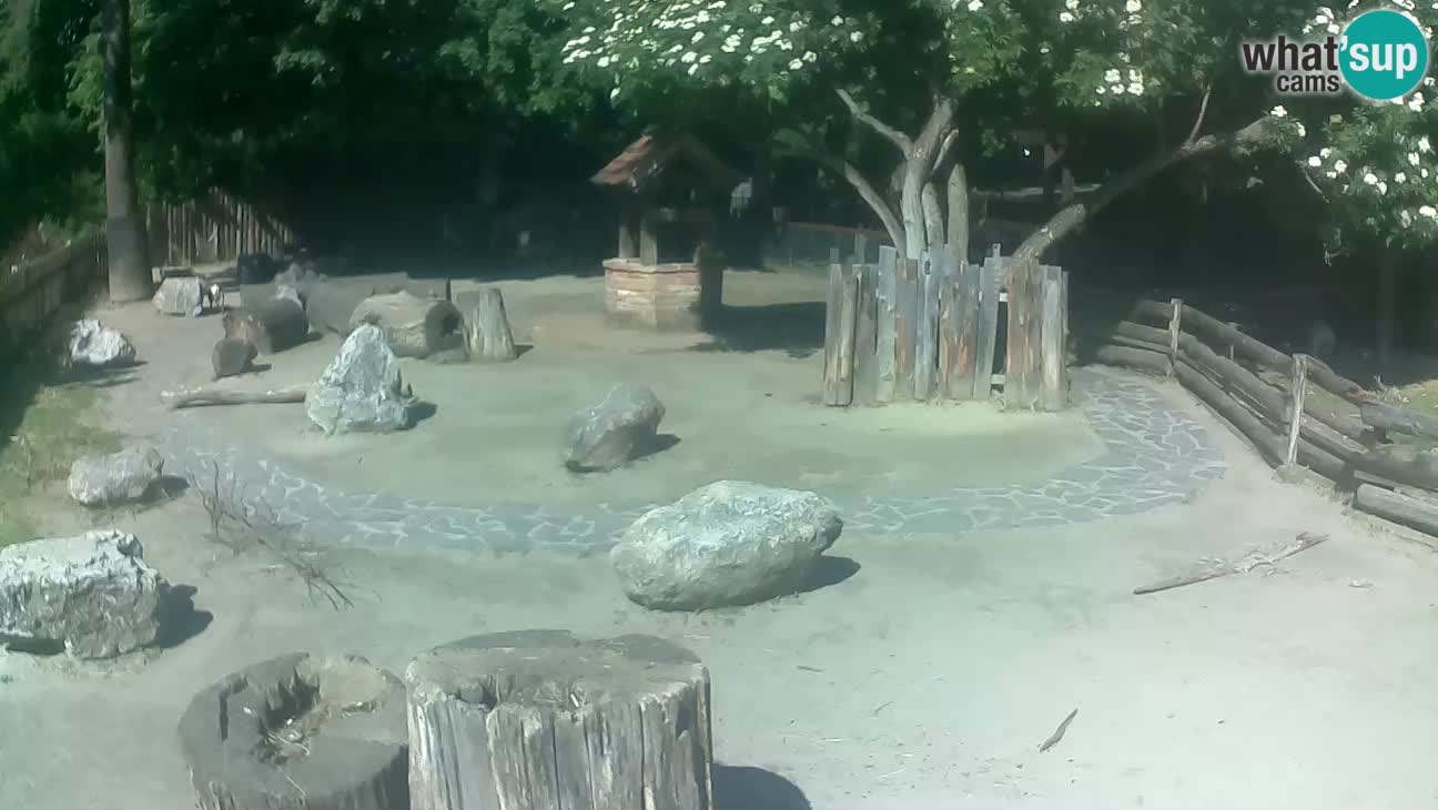 Zoo Zagreb – Cebo dai cornetti