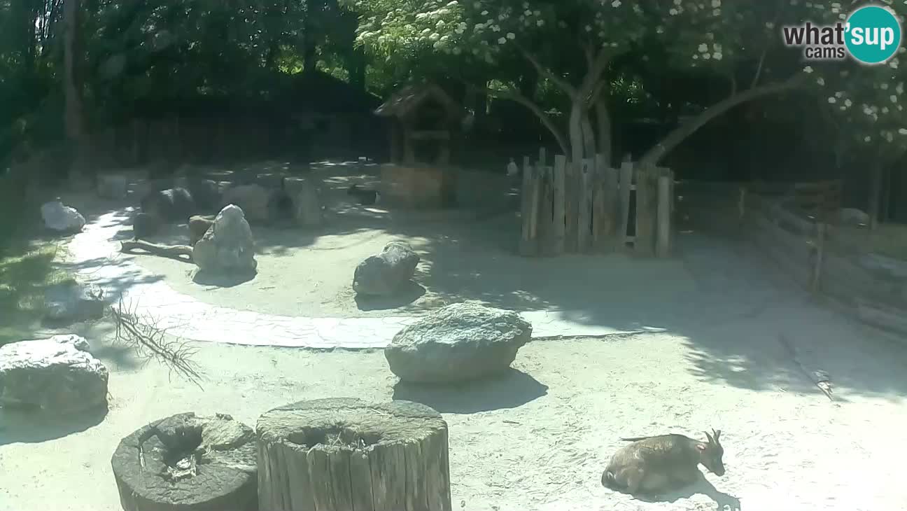 Zoo Zagreb –  Mono maicero