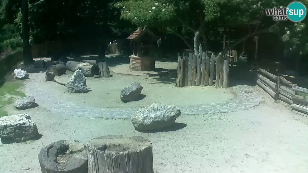 Zoo Zagreb – Brown Capuchin