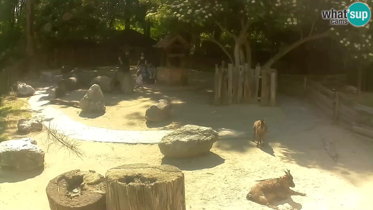 Zoo Zagreb – Rjava kapucinka
