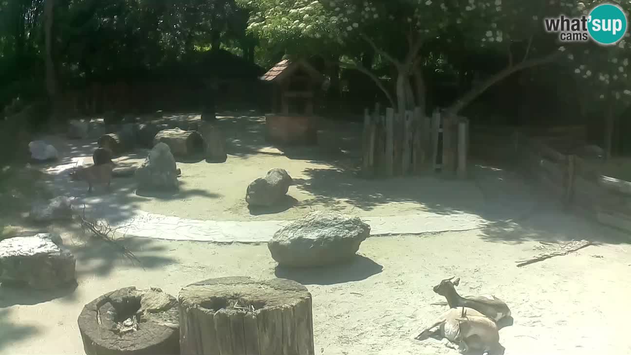 Zoo Zagreb – Cebo dai cornetti