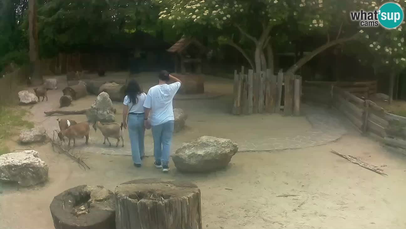 Zoo Zagreb – Haubenkapuziner