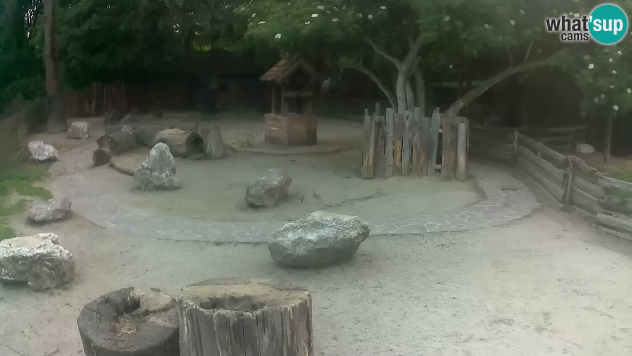 Zoo Zagreb – Brown Capuchin