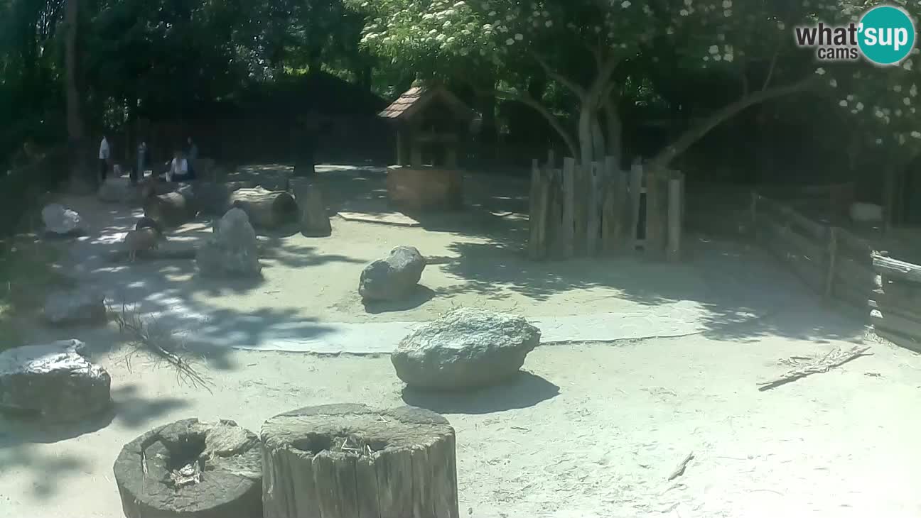 Zoo Zagreb –  Mono maicero