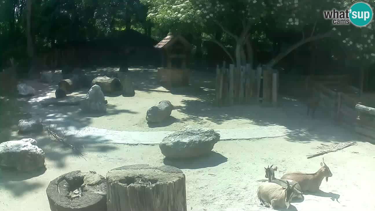 Zoo Zagreb – Cebo dai cornetti