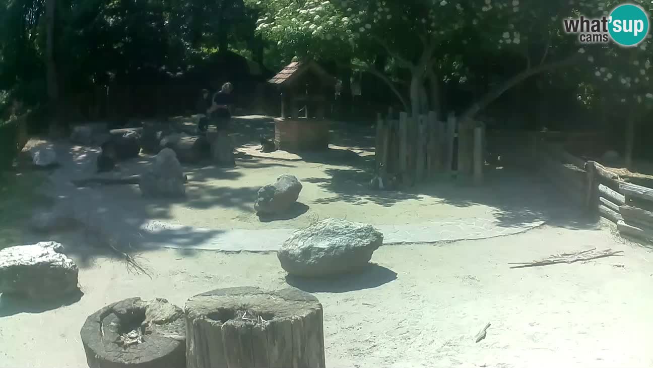 Zoo Zagreb – Rjava kapucinka