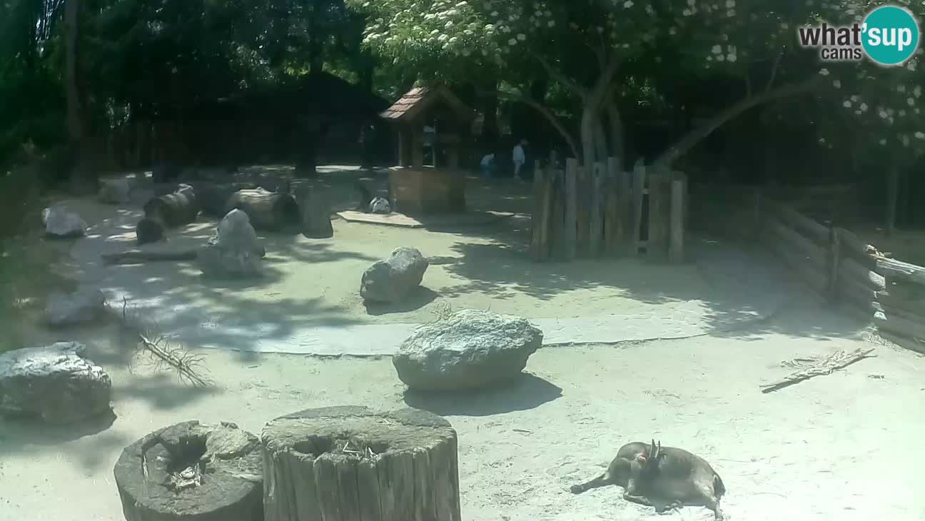 Zoo Zagreb – Rjava kapucinka