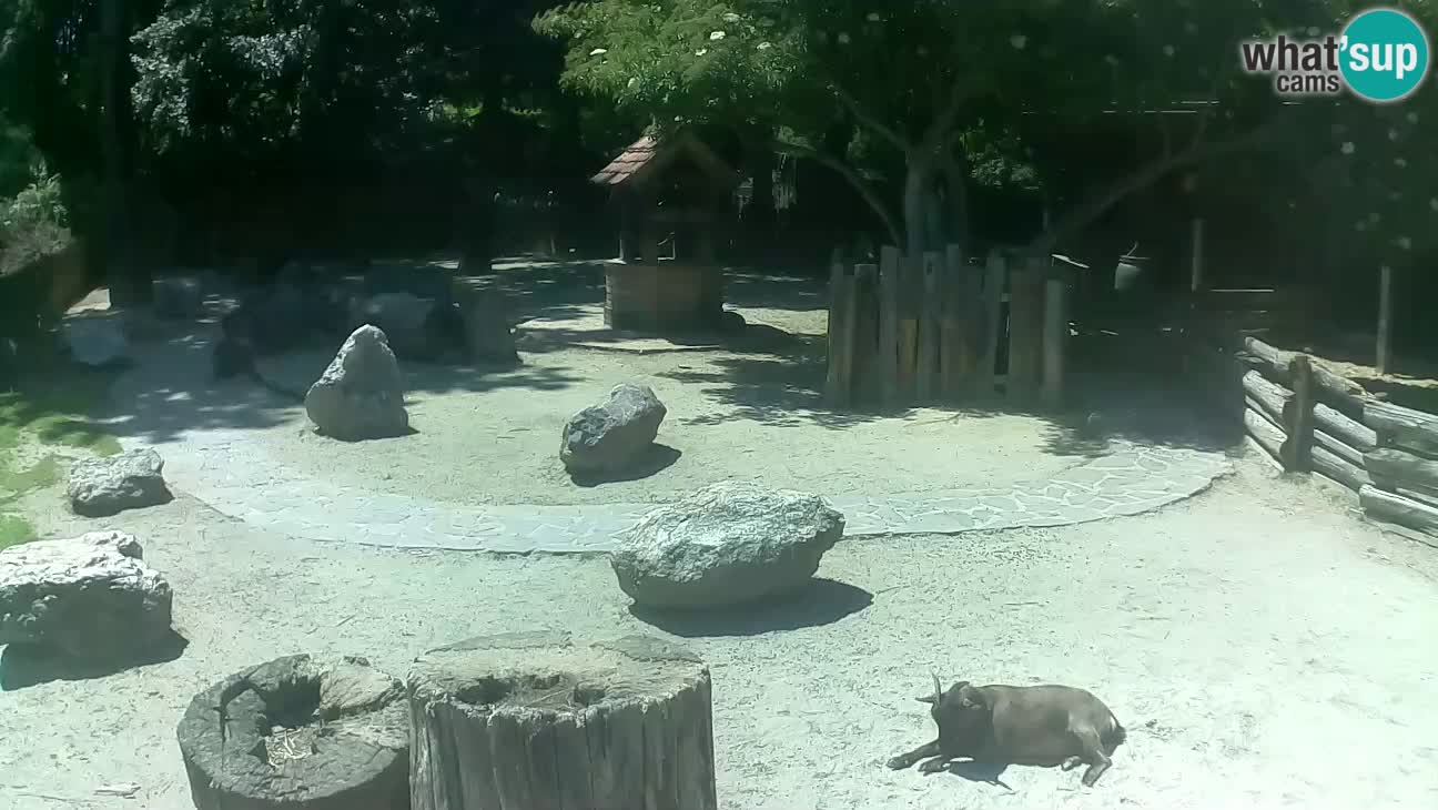 Zoo Zagreb – Haubenkapuziner