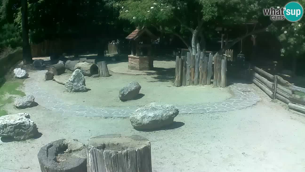 Zoo Zagreb – Brown Capuchin