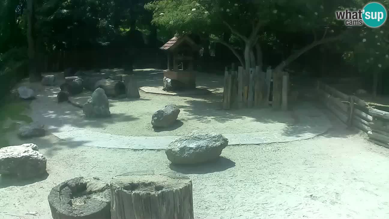 Zoo Zagreb – Cebo dai cornetti