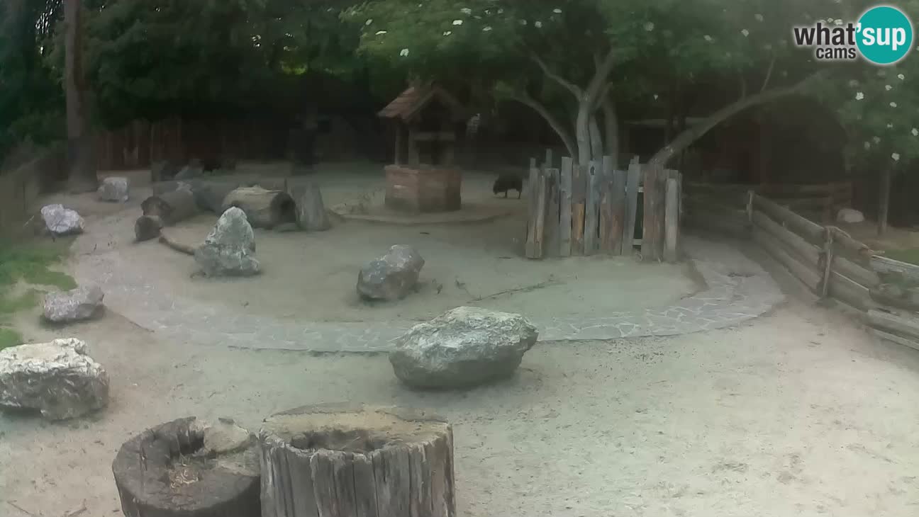 Zoo Zagreb – Brown Capuchin