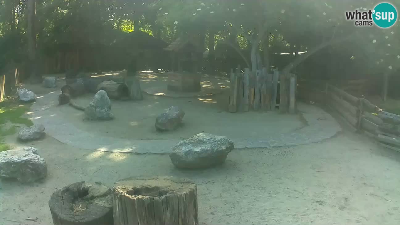 Zoo Zagreb – Brown Capuchin