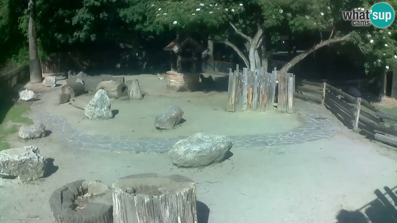 Zoo Zagreb – Rjava kapucinka