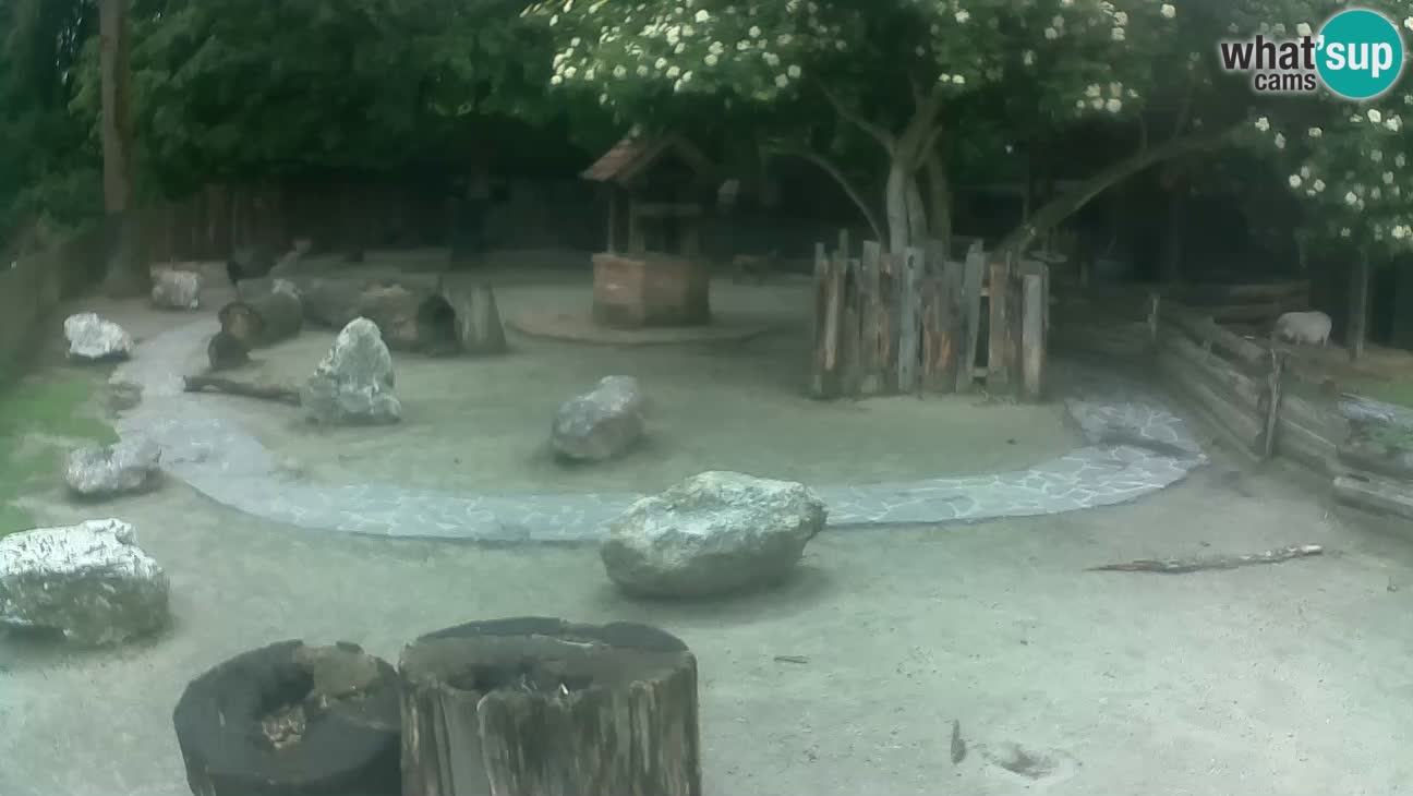 Zoo Zagreb – Brown Capuchin