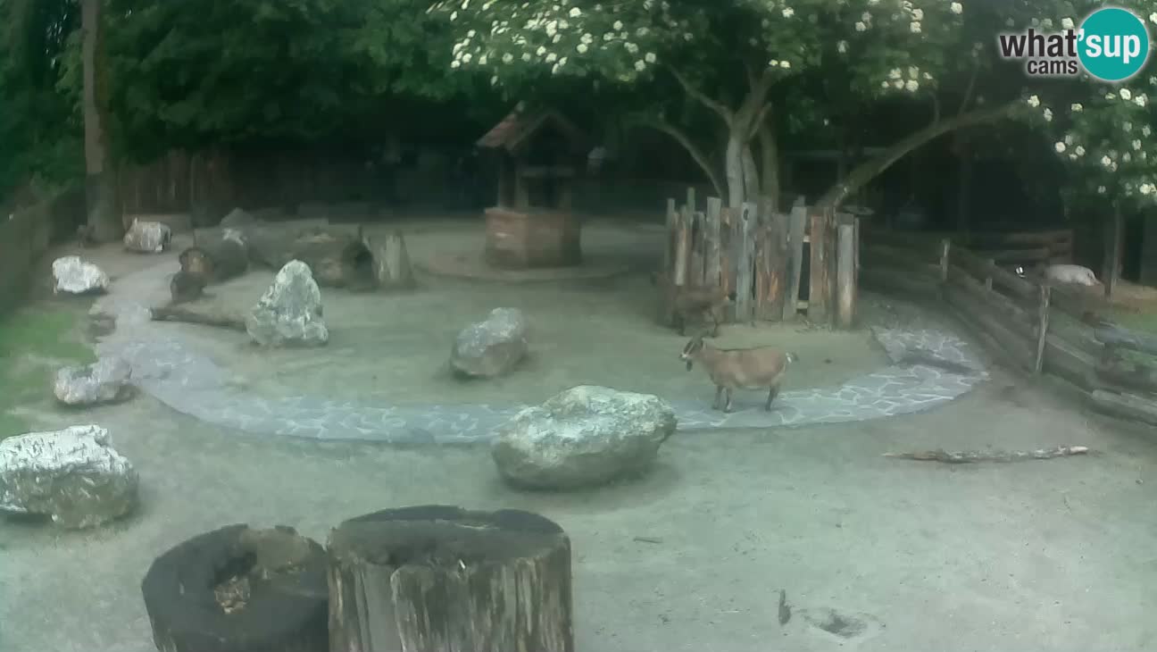 Zoo Zagreb – Brown Capuchin