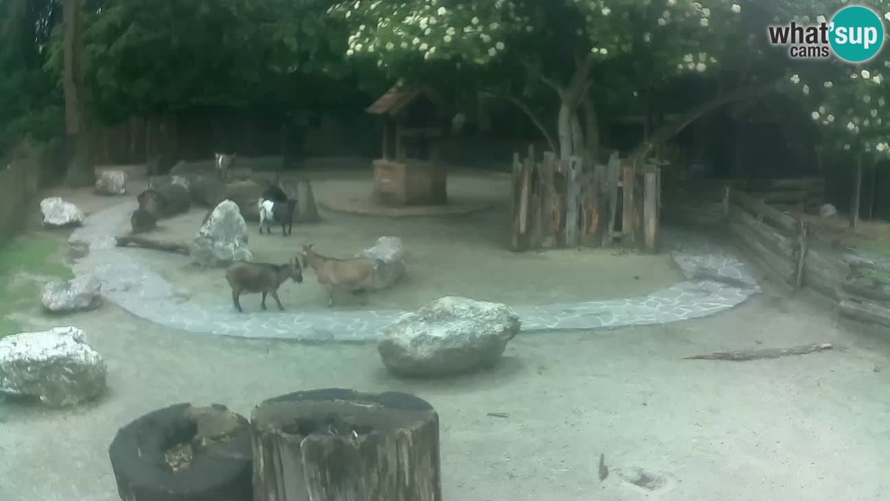 Zoo Zagreb – Rjava kapucinka