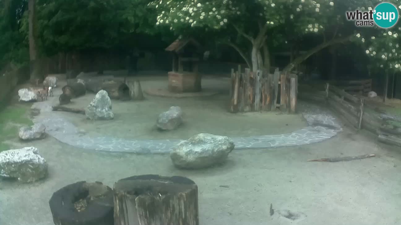 Zoo Zagreb – Cebus apella
