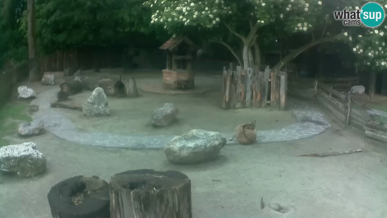 Zoo Zagreb – Cebo dai cornetti