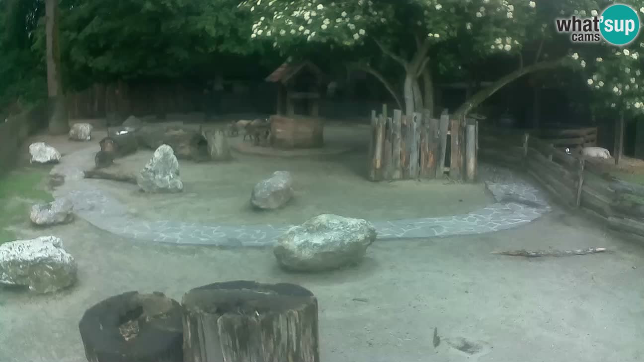 Zoo Zagreb – Cebo dai cornetti