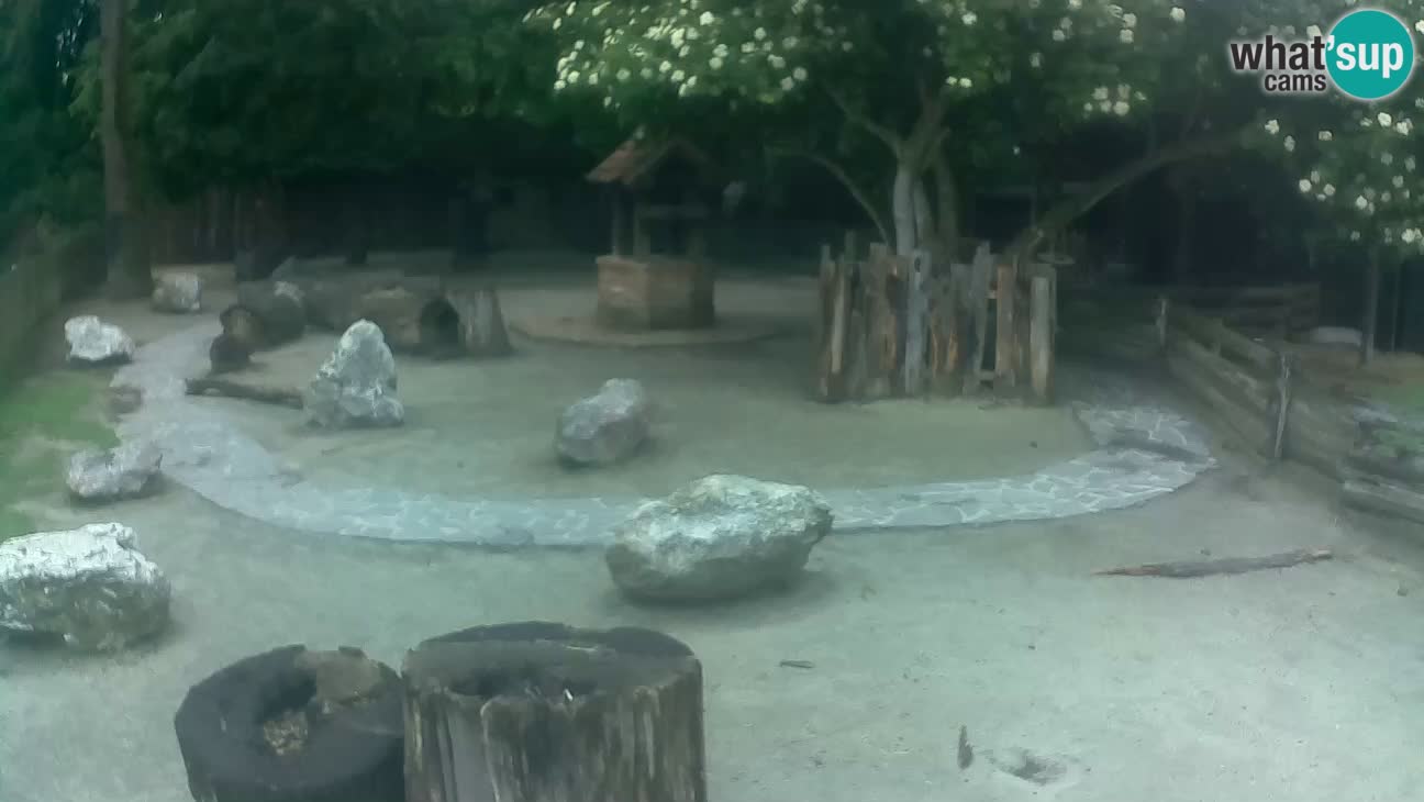 Zoo Zagreb –  Mono maicero