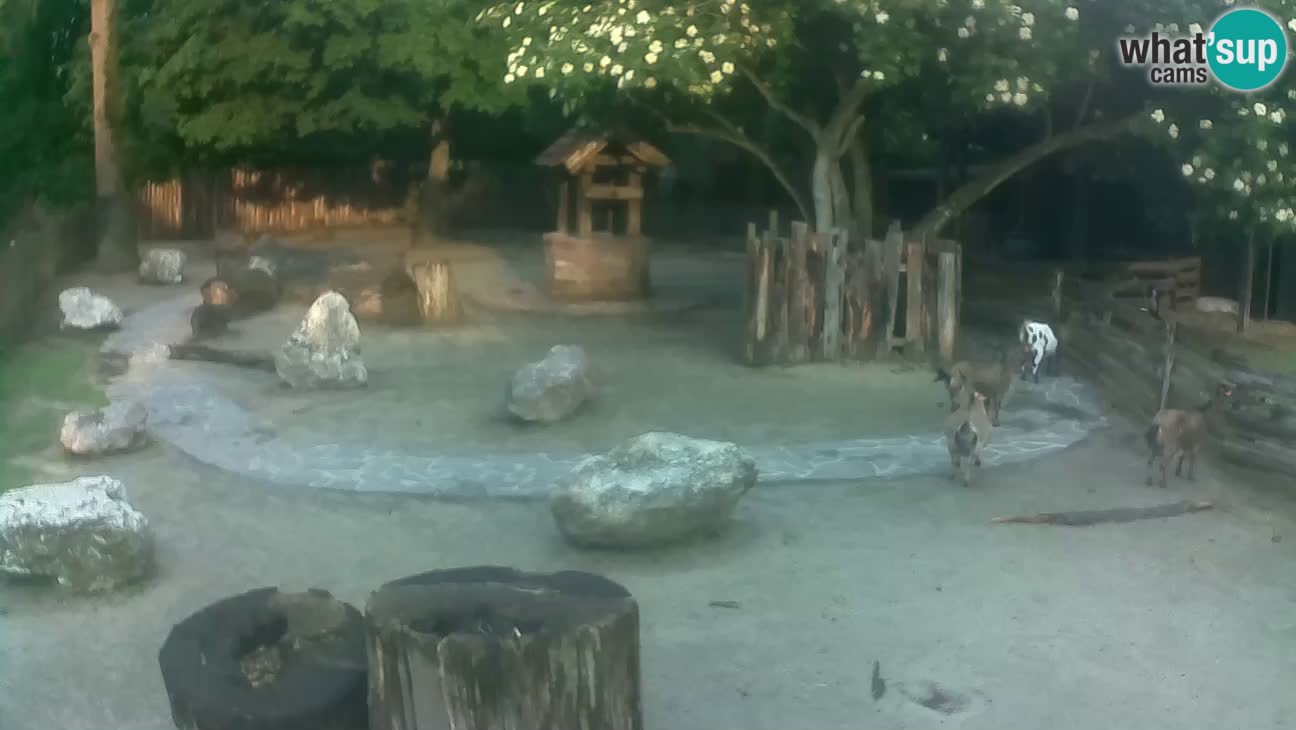 Zoo Zagreb – Cebus apella