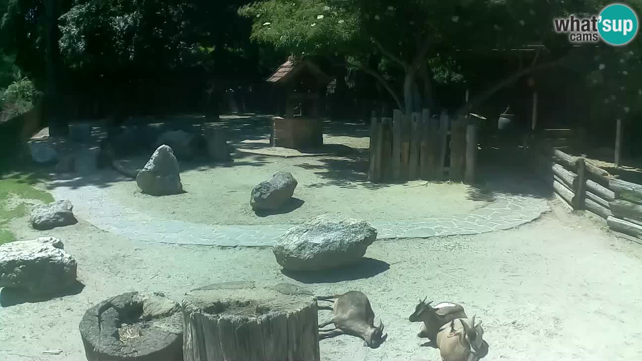 Zoo Zagreb – Brown Capuchin