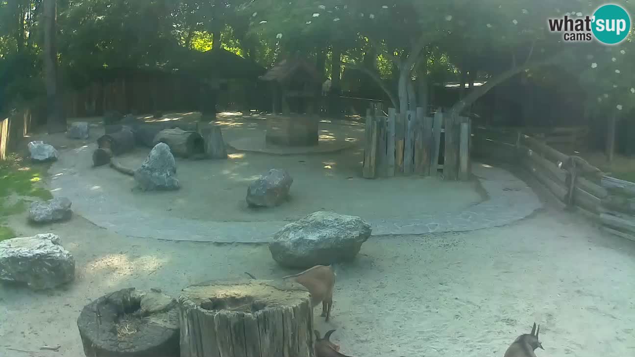 Zoo Zagreb – Brown Capuchin