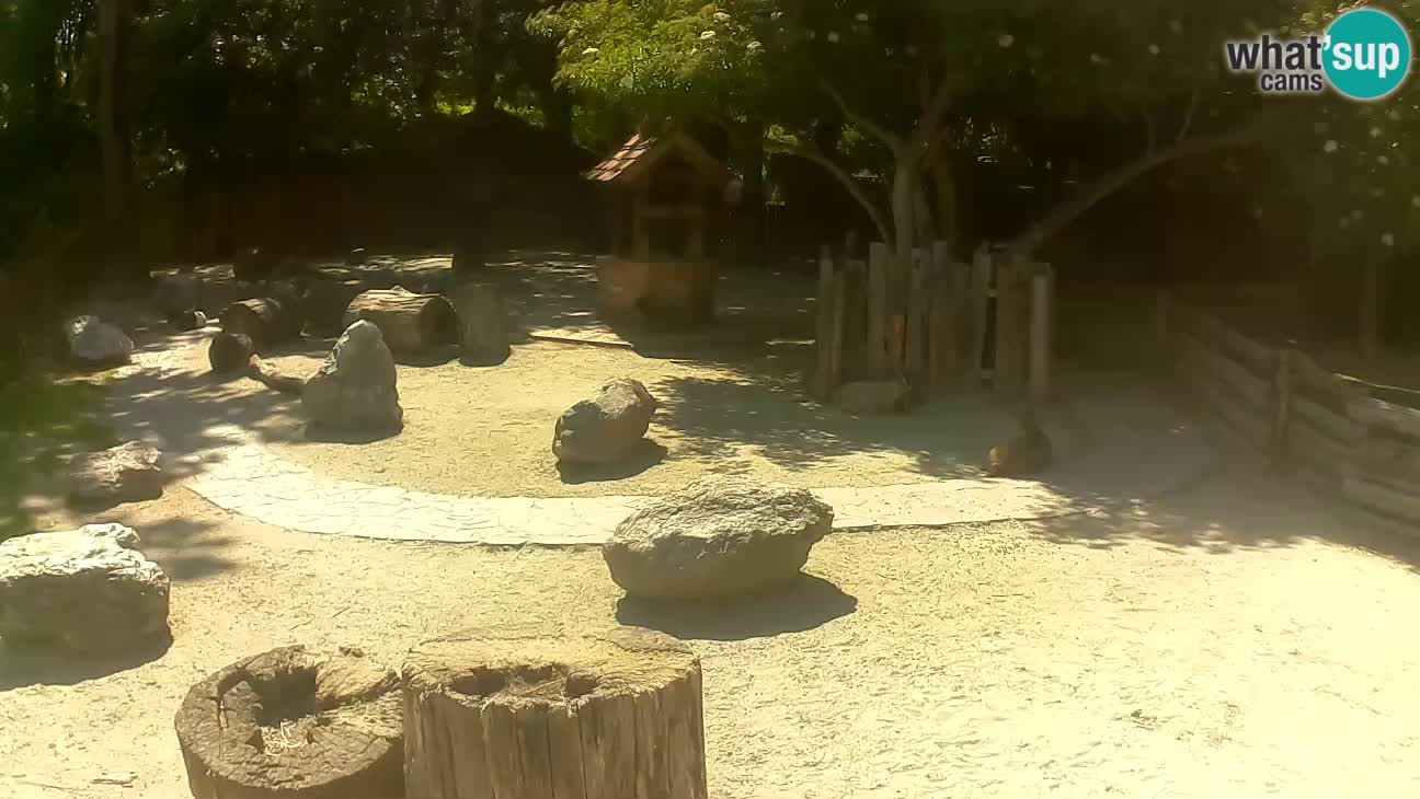 Zoo Zagreb – Brown Capuchin