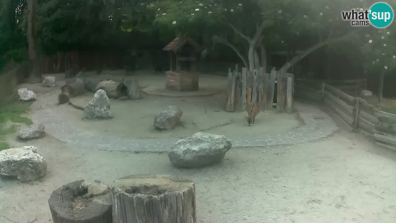 Zoo Zagreb – Haubenkapuziner