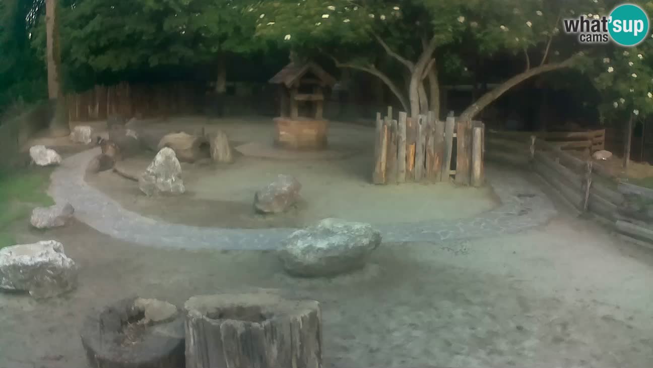 Zoo Zagreb – Brown Capuchin
