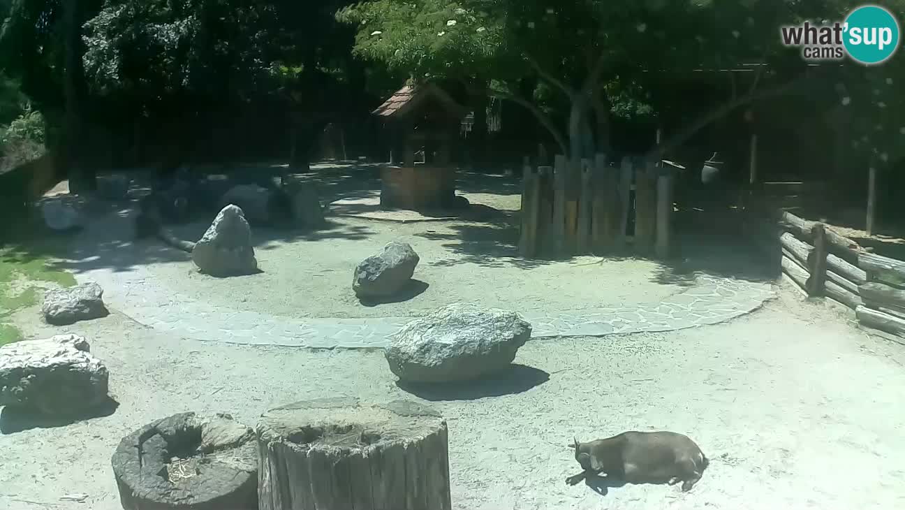 Zoo Zagreb – Brown Capuchin